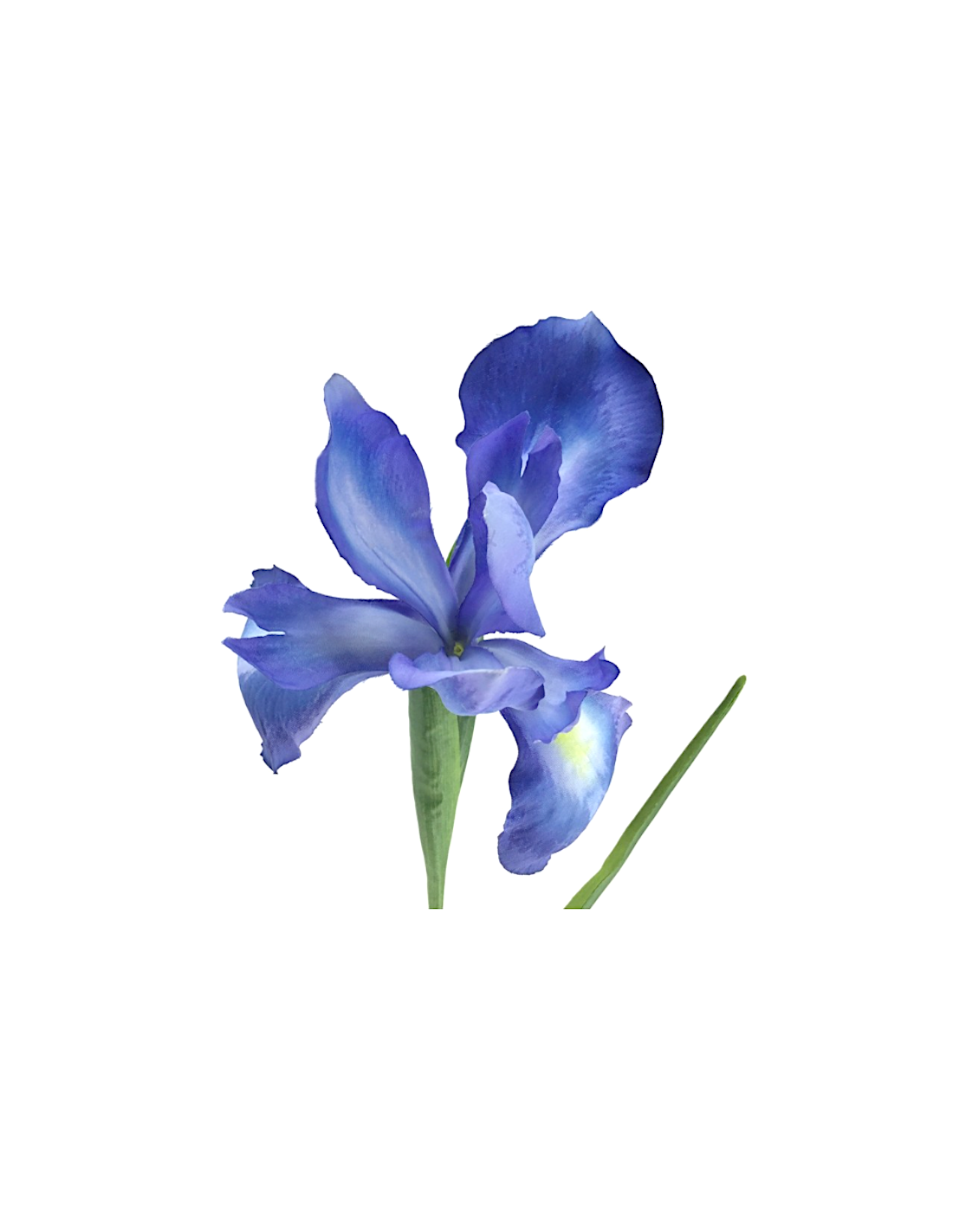FIORE 2046-10 IRIS GERMANICA BLU