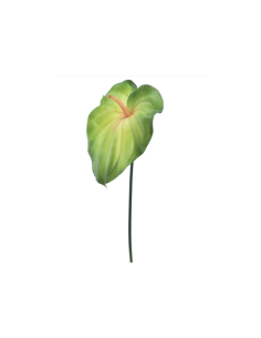 PIANTA 2742-09 FOGLIA ANTHURIUM