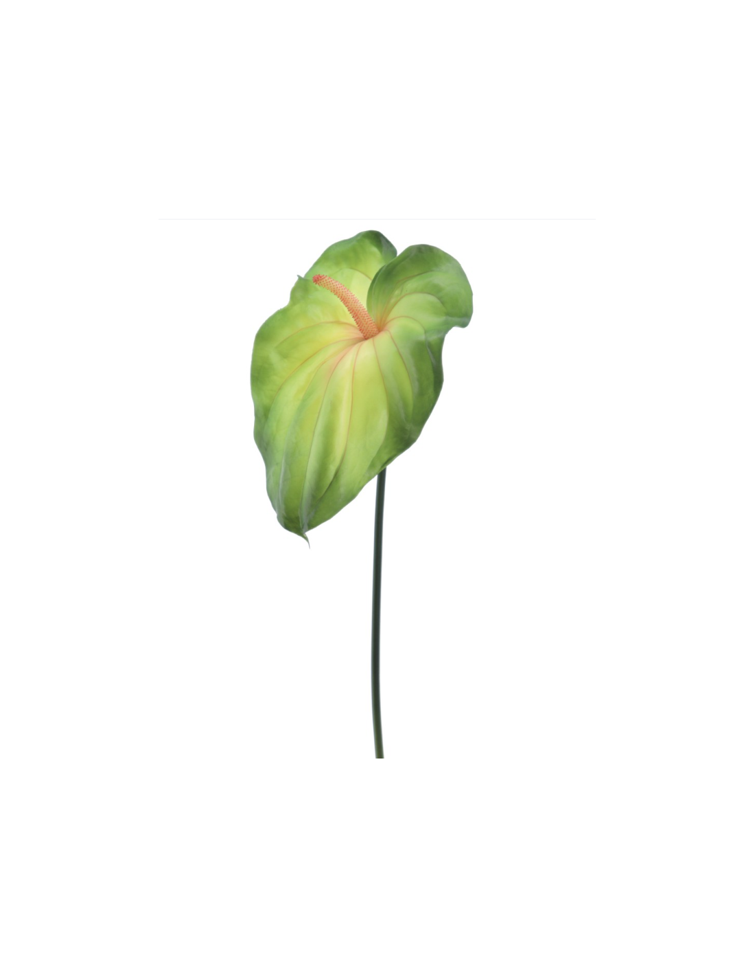 PIANTA 2742-09 FOGLIA ANTHURIUM