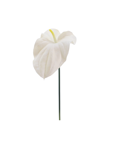 FIORE 2748-11 TULIPANO BIANCO