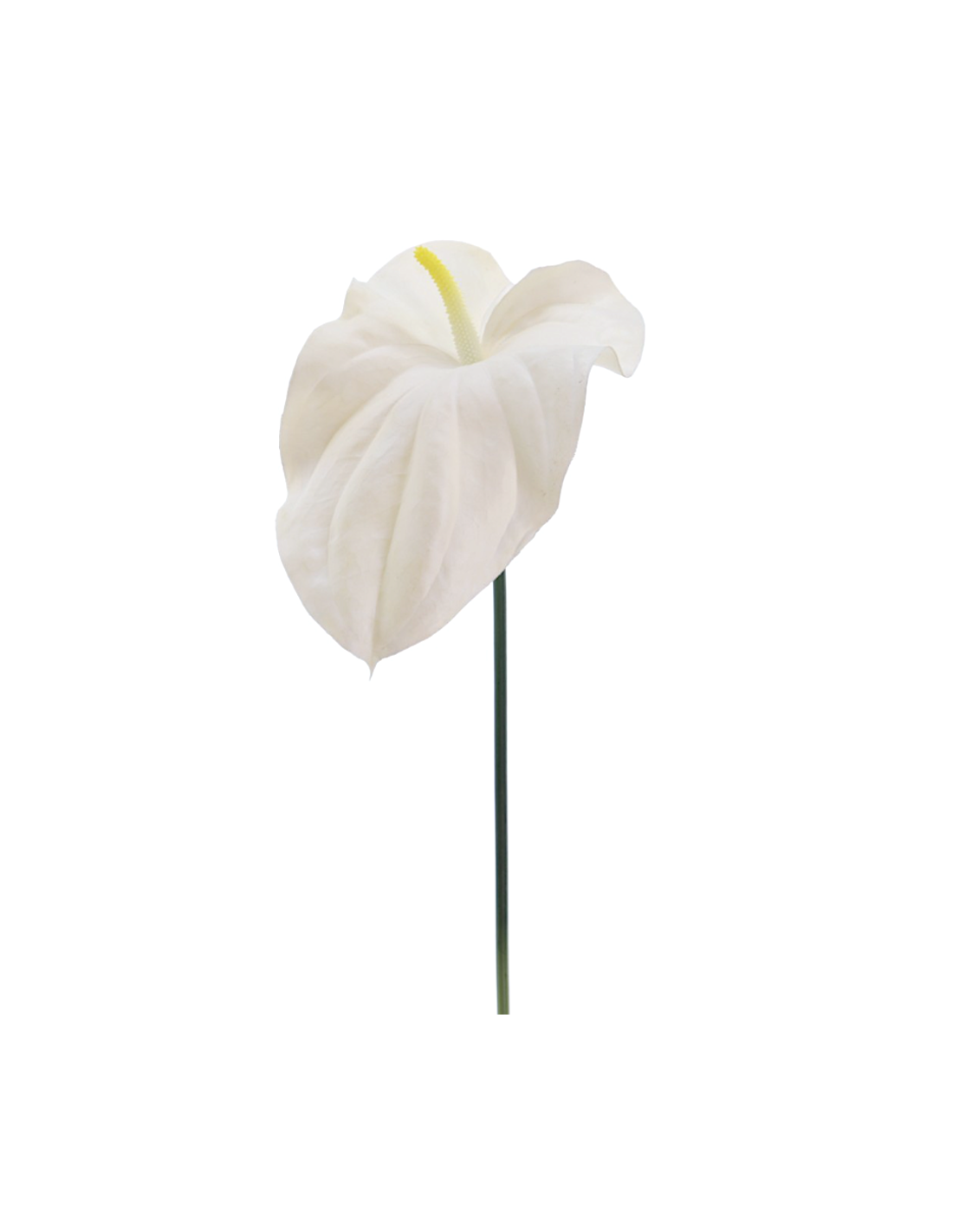 FIORE 2748-11 TULIPANO BIANCO