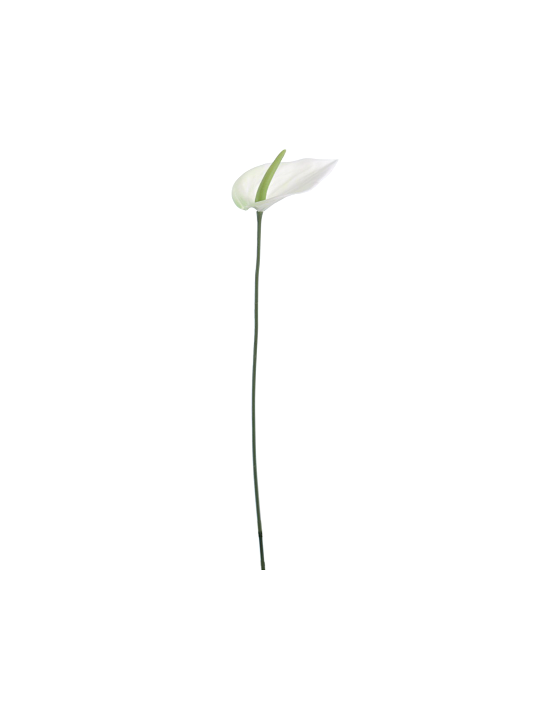 FIORE 6273-01 LISIANTHUS CREMA