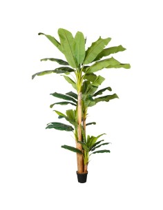 PIANTA 7198-09 BANANO VERDE 3MT