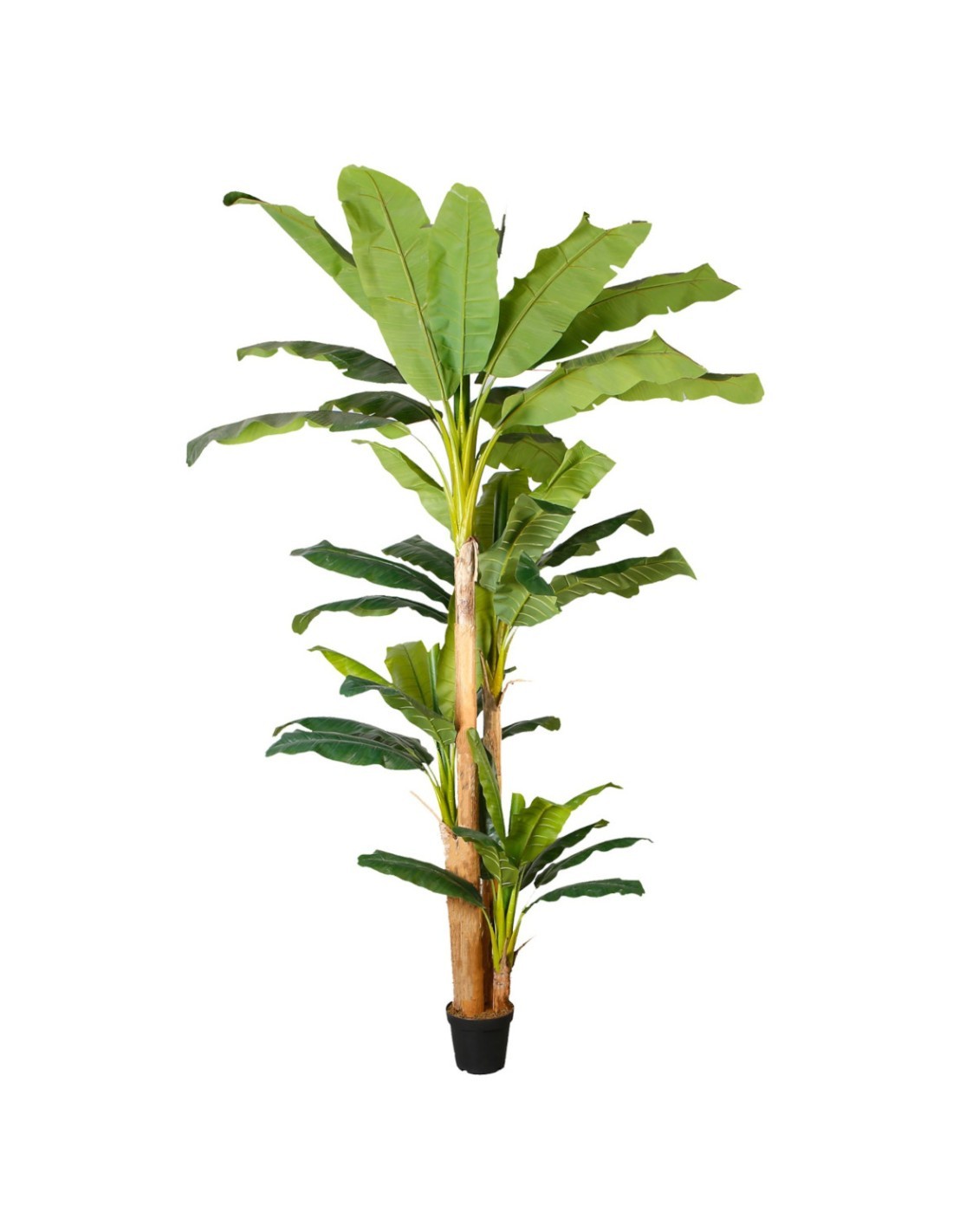 PIANTA 7198-09 BANANO VERDE 3MT