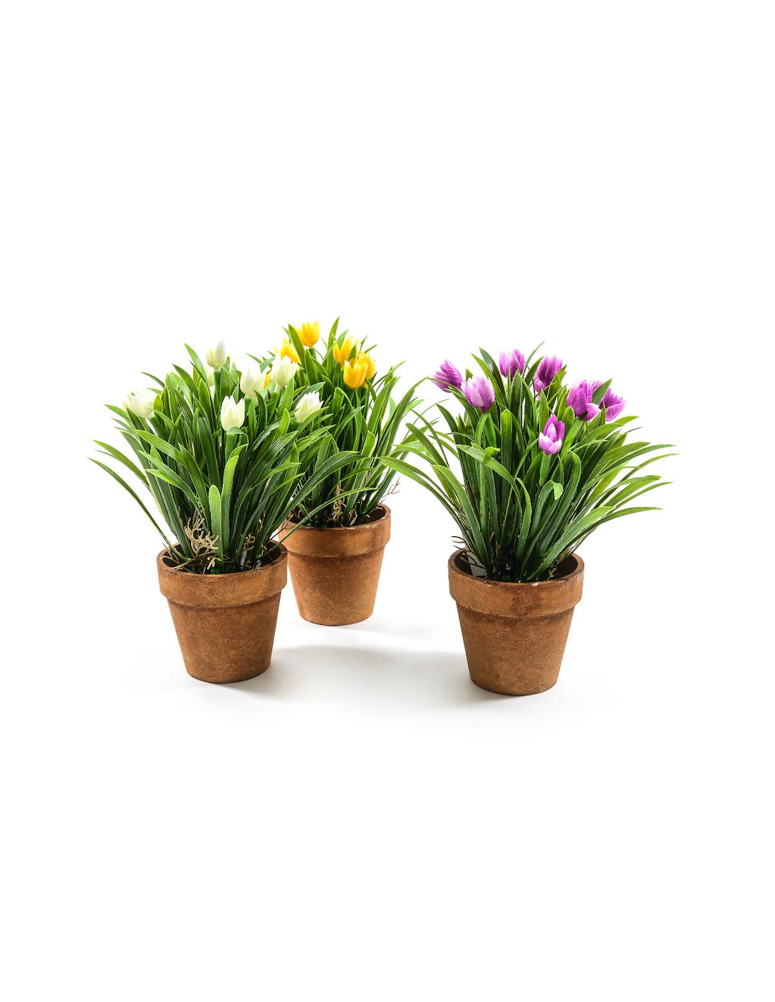 PIANTA 44422 TULIPANI ASSORTITO 25X18CM VASO PLASTICA