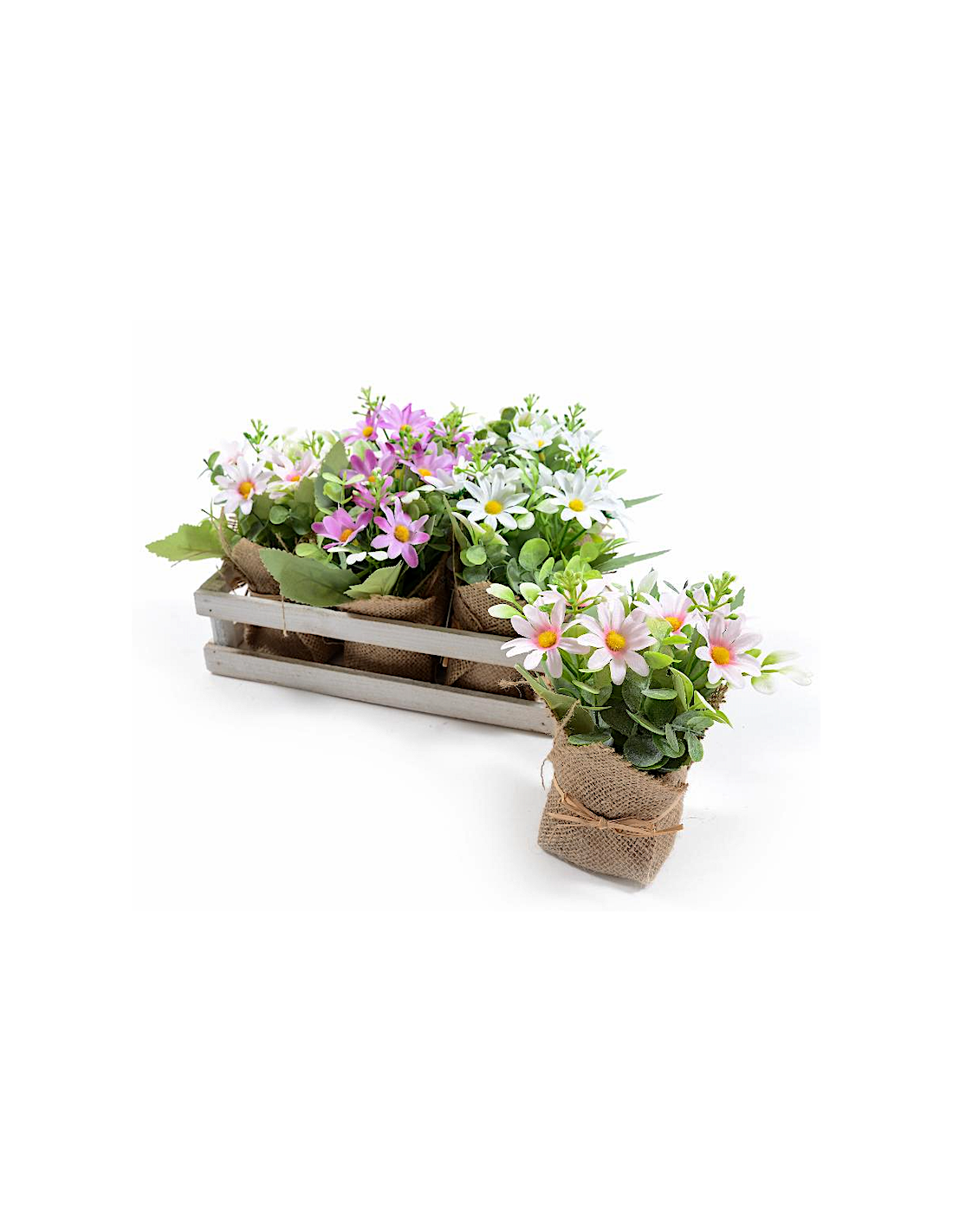 PIANTA 44484 MARGHERITE ASSORTITO H16CM VASETTO JUTA