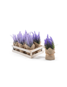 PIANTA 44507 LAVANDA ASSORTITO H16CM VASETTO JUTA