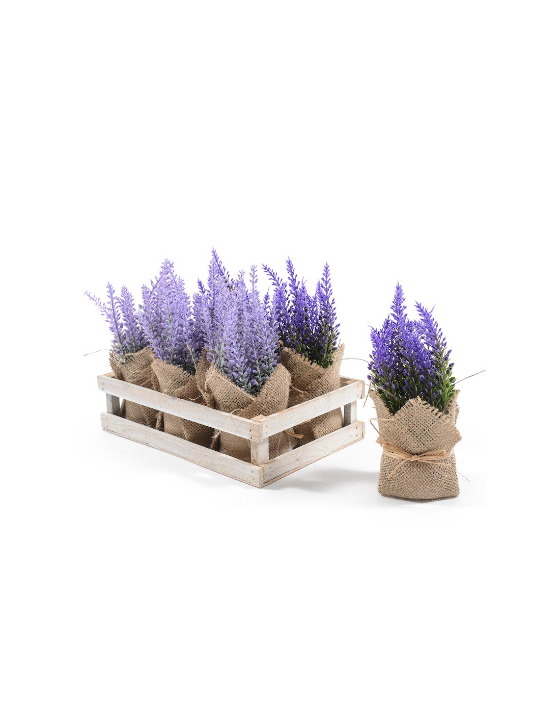 PIANTA 44507 LAVANDA ASSORTITO H16CM VASETTO JUTA