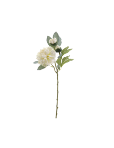 FIORE 4737-01 PEONIA CREMA CON BOCCIOLI