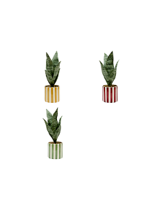 Sansevieria Chéri, altezza 38 cm, vaso ceramica assortito, 11,5 x 11,5 x 38 cm