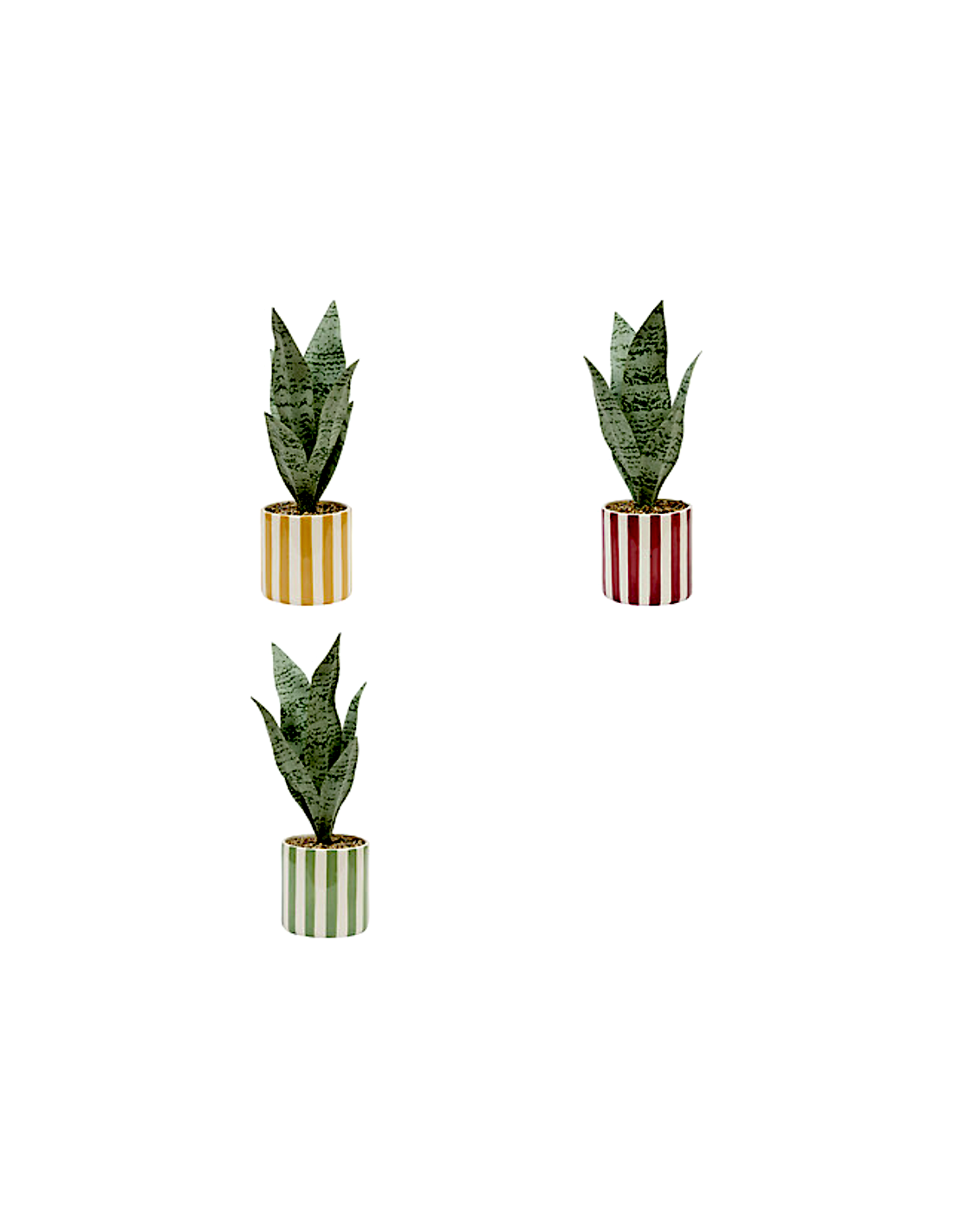 Sansevieria Chéri, altezza 38 cm, vaso ceramica assortito, 11,5 x 11,5 x 38 cm