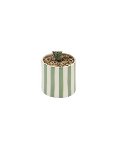 Sansevieria Chéri, altezza 38 cm, vaso ceramica assortito, 11,5 x 11,5 x 38 cm