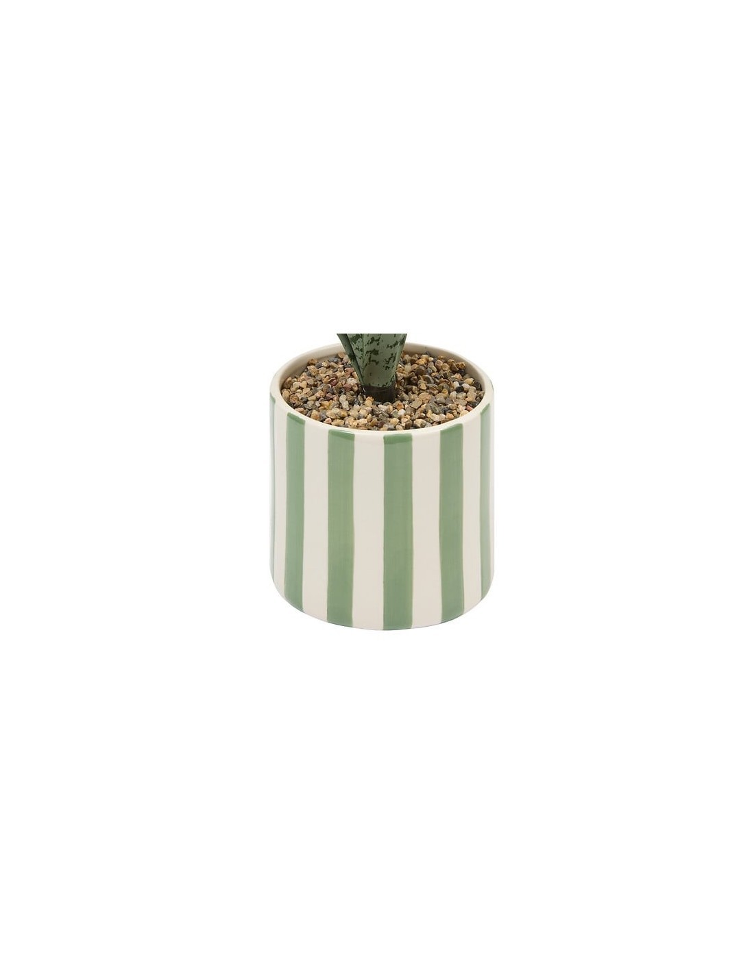 Sansevieria Chéri, altezza 38 cm, vaso ceramica assortito, 11,5 x 11,5 x 38 cm