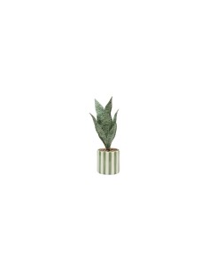 Sansevieria Chéri, altezza 38 cm, vaso ceramica assortito, 11,5 x 11,5 x 38 cm