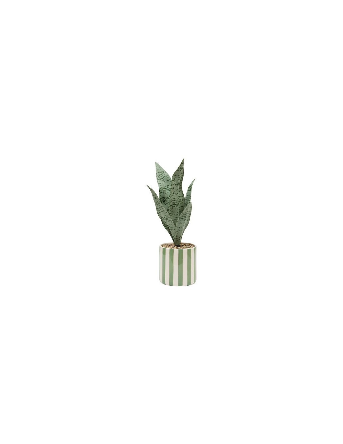 Sansevieria Chéri, altezza 38 cm, vaso ceramica assortito, 11,5 x 11,5 x 38 cm