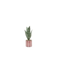 Sansevieria Chéri, altezza 38 cm, vaso ceramica assortito, 11,5 x 11,5 x 38 cm