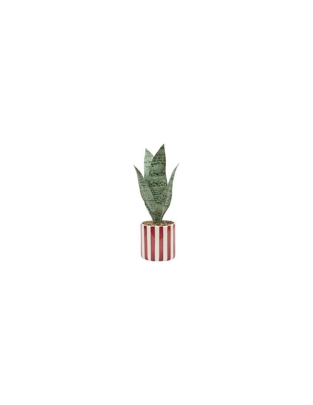 Sansevieria Chéri, altezza 38 cm, vaso ceramica assortito, 11,5 x 11,5 x 38 cm