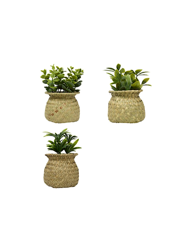 Pianta Jil, H. 18 cm, vaso in giunco assortito, scatola, 10 x 10 x 16 cm