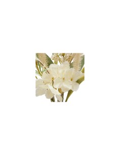 Composizione fiori secchi, Dibia, altezza 35 cm, con vaso ceramica assortito, 15 x 9 x 35 cm 2