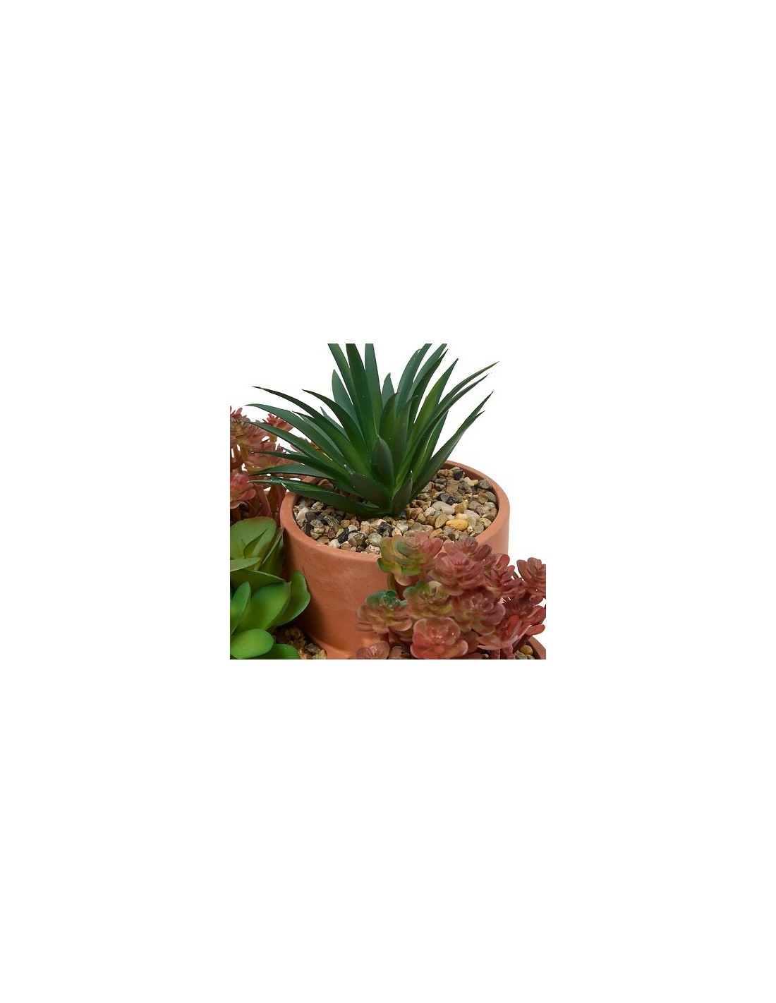 Pianta grassa Wonj, altezza 20 cm, vaso in terracotta, collezione Wonja