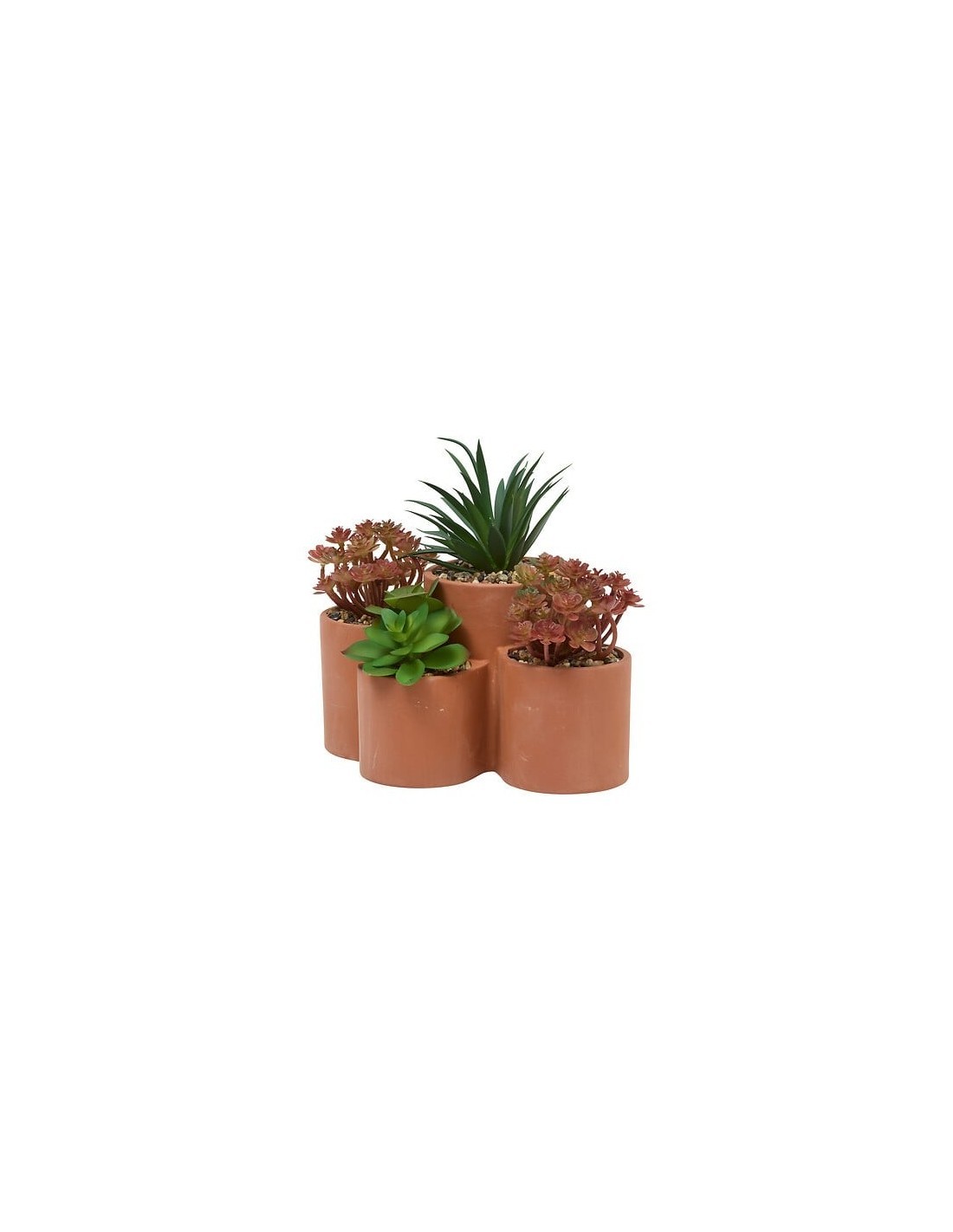 Pianta grassa Wonj, altezza 20 cm, vaso in terracotta, collezione Wonja