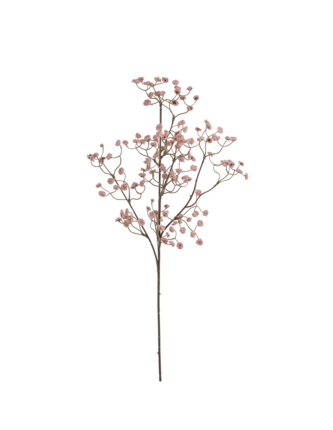 STELO 2393-12 GYPSOPHILA ROSA