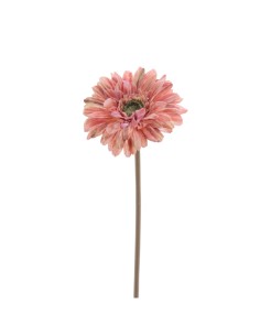 STELO 6955-24 GERBERA CORALLO