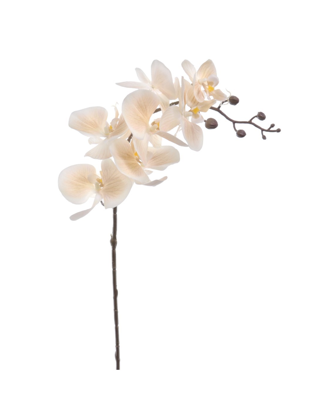 STELO 6957-31 PHALENOPSIS BEIGE