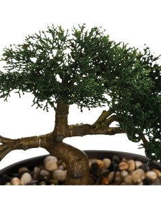 PIANTA 103379 BONSAI 23CM su TreG Ingrosso