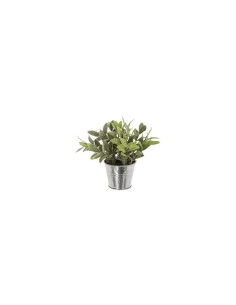 PIANTA 114754 IN VASO STAGNO 16X15CM su TreG Ingrosso