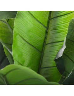 Banano Finto Atmosphera H170 cm – Pianta Artificiale da Interno