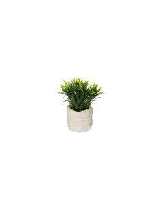 PIANTA 160067 VERDE IN VASO 12X16CM su TreG Ingrosso