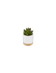 PIANTA 164284 VASO CERAMICA/LEGNO 9X12CM su TreG Ingrosso