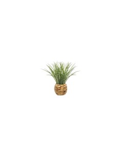 PIANTA VASO GIACINTO 46CM su TreG Ingrosso
