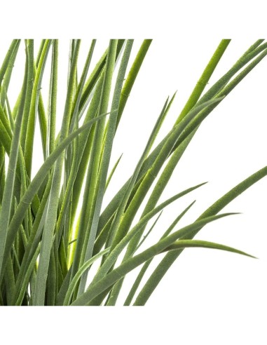 PIANTA VASO GIACINTO 46CM su TreG Ingrosso