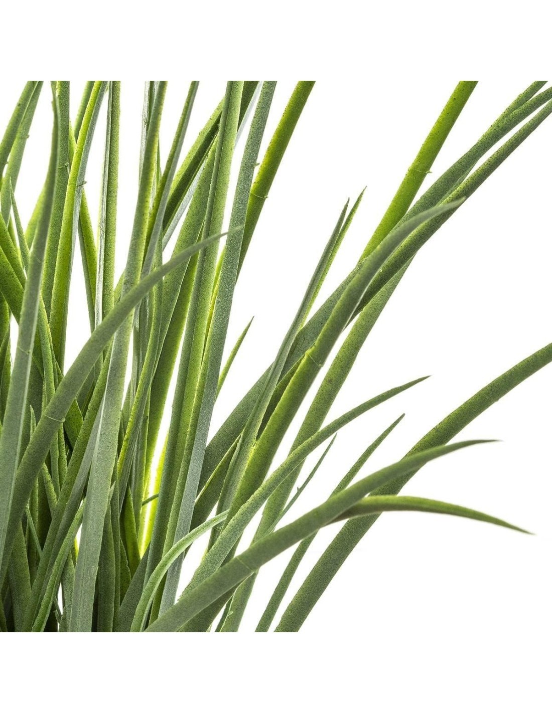 PIANTA VASO GIACINTO 46CM su TreG Ingrosso