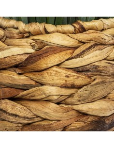 PIANTA VASO GIACINTO 46CM su TreG Ingrosso