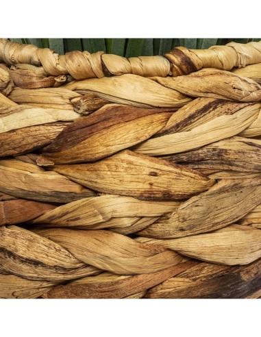 PIANTA VASO GIACINTO 46CM su TreG Ingrosso