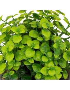 Pianta artificiale Dusty Atmosphera H 16 cm varianti assortite