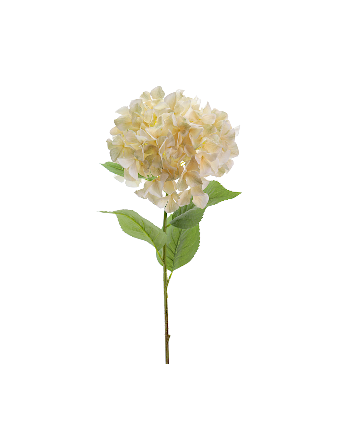 STELO 2765-31 HYDRANGEA BEIGE