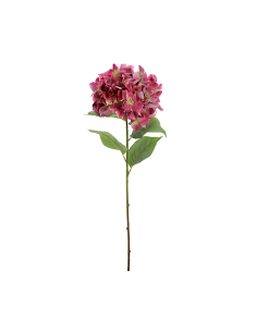 PIANTA 2765-07 HYDRANGEA FUCSIA