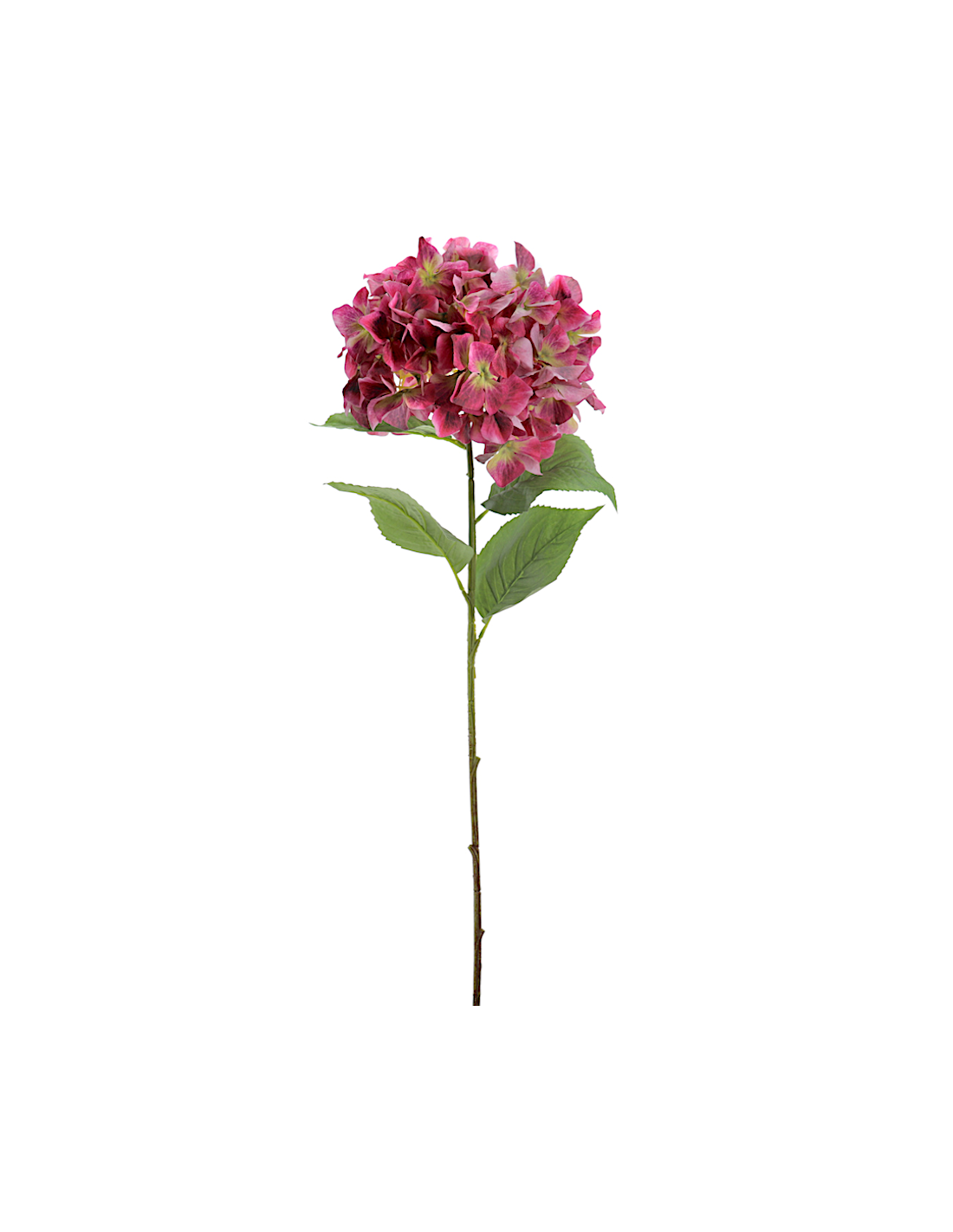 PIANTA 2765-07 HYDRANGEA FUCSIA