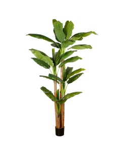 PIANTA 7197-09 BANANO 2,4MT