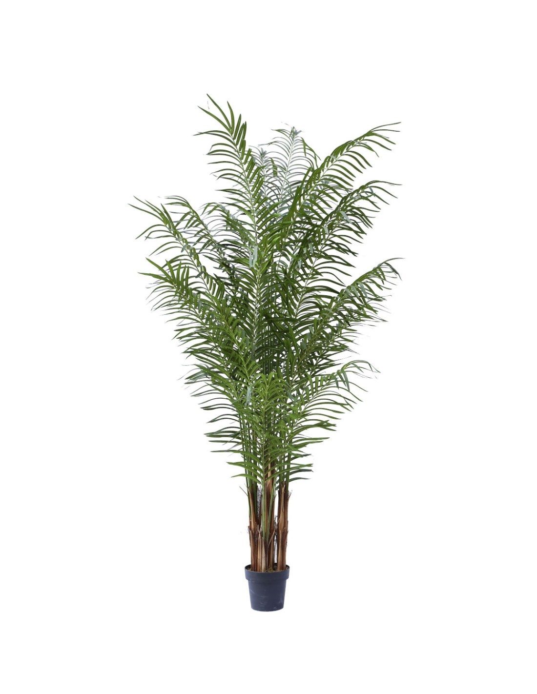 PIANTA 7564-09 PALMA 220CM