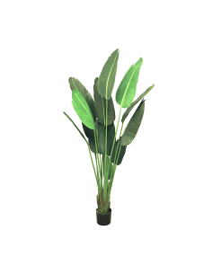 PIANTA 7089-09 STRELITZIA VERDE 180CM