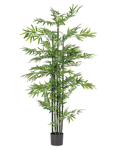 PIANTA 0172981 BAMBOO 190CM CON VASO