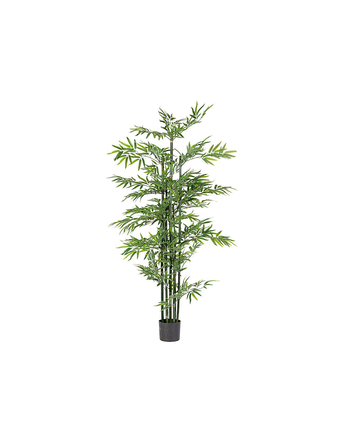 PIANTA 0172981 BAMBOO 190CM CON VASO