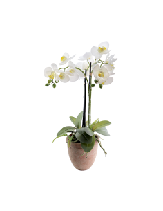 PIANTA 6166-11 ORCHIDEE BIANCHE CON VASO