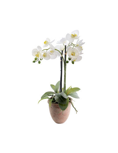PIANTA 6166-11 ORCHIDEE BIANCHE CON VASO