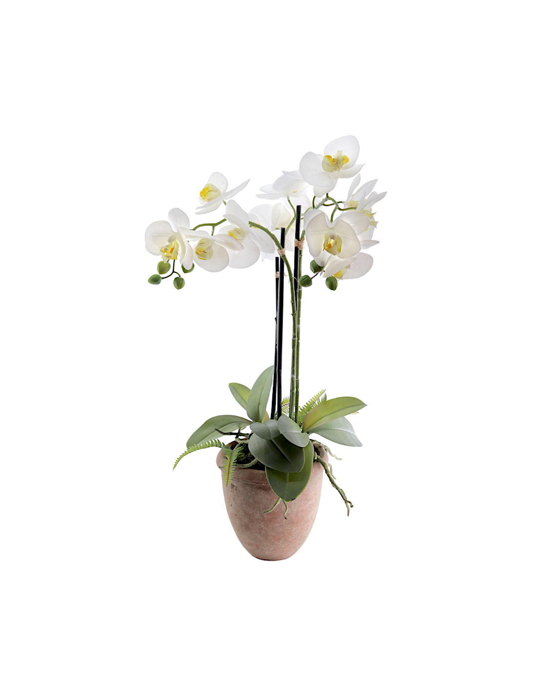 PIANTA 6166-11 ORCHIDEE BIANCHE CON VASO